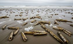 Japonlar Türkiye'deki bu lezzetin peşinde: Gastronomik hazine Ege'den fışkırıyor