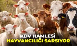 KDV hamlesi hayvancılığı sarsıyor: Yem maliyetleri zirveye koşuyor!