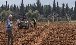 Kemalpaşa’da ağaç katliamına belediye dur dedi: 70 yaşındaki Ahmet Amca’nın umudu yeniden filizlendi!