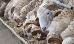 Türkiye'nin değerli koçları Bandırma'da açık artırmaya çıkacak!