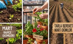 Mart ayında ne ekilir 2026? Bahçeye, saksıya ve tarlaya ekilecek sebze ve meyveler