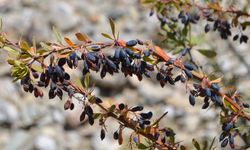 Rusların “yaşam iksiri” dediği bitki Türkiye'nin dağlarından fışkırıyor: Antikor fabrikası