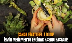 İzmir Menemen’de enginar hasadı başladı! Çanak fiyatı belli oldu!
