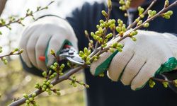 Yazın bolluk ve yemyeşil bir bahçe isteyenler dikkat: Kritik budama süreci başladı
