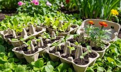 Yumurta kartonunu atan pişman oluyor: Bahçede verimi artıran gizli yöntem