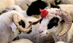 Kurban Bayramı arefesi ne zaman? Kurban Bayramı tatili kaç gün olacak?