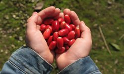 Acıyı bal eyleyen mucize meyve: Tat alma algısını değiştiren doğal keşif