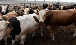 2026 Diyanet vekalet kurbanlık fiyatları belli oldu mu? 2026 büyükbaş ve küçükbaş kurbanlık fiyatları ne kadar?