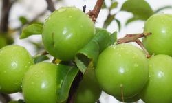 Erik çıktı mı, ne zaman çıkacak? 2026 yeşil erik kilosu ne kadar?