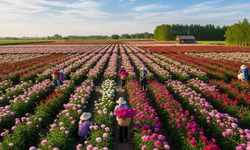 Avrupa’nın gözdesi Türkiye’de yetişiyor: Anadolu’nun pembe altını ilgi görüyor