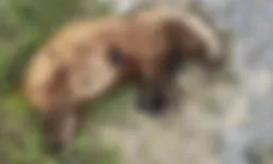 Aydın Nazilli’de koruma altındaki porsuk vurularak öldürüldü!