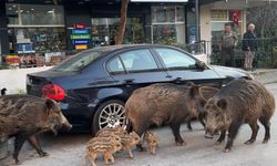 Balçova'da şaşırtan görüntü! Yaban domuzları kedilerle aynı mamayı paylaşıyor