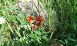 Bu çiçeğe dokunmanın bedeli araba parası!