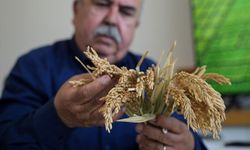 Çeltiğin babası adıyla bilinen Halil Sürek kuraklığa dayanıklı 3 çeşit daha geliştirdi!