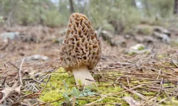 Kuzugöbeği mantarı fiyatı ne kadar? Kuzugöbeği mantarı neden pahalı?