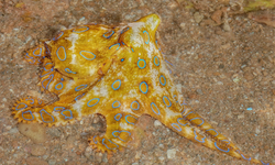 Denizlerin en sinsi avcısı: Isırığı hissedilmiyor ama öldürüyor