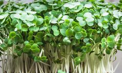 En sağlıklı sebze açıklandı: Kimsenin tahmin edemediği sebze dünya birincisi çıktı