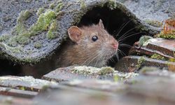 Garajdan çatıya kadar etkili: Fareler bu kokudan kaçıyor