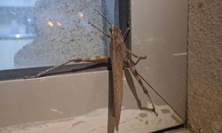 Gören inanamadı! Çekirgenin büyüklüğü tüyler ürpertti!