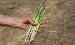 İzmir kuşkonmazda vites yükseltti!