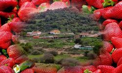 İzmir'de çilek diyarı bir köy: Adıyla bile merak uyandırıyor