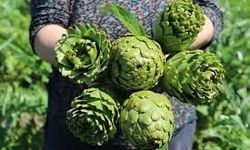 Türkiye’nin enginarı İzmir’den: Üretimin %27’si tek başına karşılanıyor