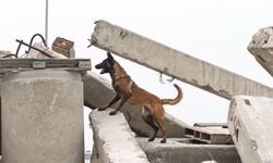 İzmir'de göz dolduran gelişme! Barınaktan alınan Momo hayat kurtarma yolunda!