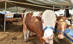 Tire'de kurban pazarı doldu, alıcı yok!