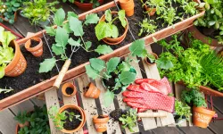 Nisan'da balkonda bunları dikenlerin Temmuz'da pazar masrafı düşecek!