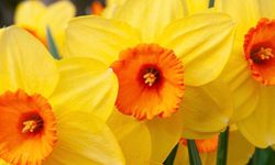 Nisan ayının çiçeği nedir? Nisan ayında açan çiçekler