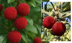 Ormanda kendiliğinden yetişiyor, ihracatta altın değerinde: Koca yemişe talep patladı