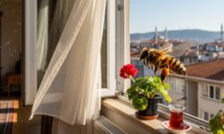 Şehirde oturanlar dikkat: Evinize arı giriyorsa 3 olumlu mesaj taşıyor