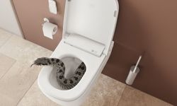 Sıcaklık arttı, kanalizasyon hattı hareketlendi: Davetsiz misafirlere dikkat!