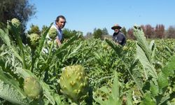 Şifa deposu sakız enginarı sofralardaki yerini almaya başladı!