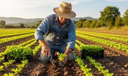 Tarımda yükselen trend: Sebzelerin bu hali 30 günde servet kazandırıyor