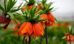 Sadece 20 gün yaşıyor! O çiçeği koparmanın cezası 700 Bin TL