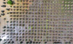 Tohumlar çürüme riskiyle karşı karşıya! İzmir Torbalı'da tarım arazileri göle döndü!