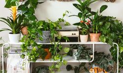 Türk evlerinin vazgeçilmezi: Çocukları ve evcil hayvanları tehdit ediyor!