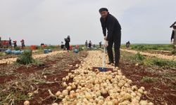 Sınırın sıfır noktasından İzmir sofrasına: Reyhanlı'da bereketli hasat başladı!