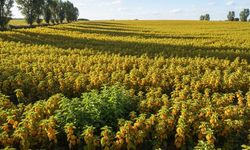 Üreticisini zengin ediyor: Sarı mucizenin kilosu 1.800 TL’ye dayandı