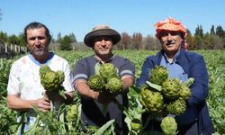 Ege'nin nazlı güzeli görücüye çıktı: Urla'da dev hasat, dev festival!