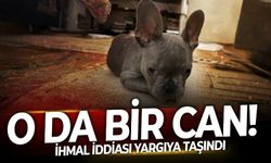 İzmir'de veteriner kliniğinde ameliyat masasına yatan Yalı Kız'ı bir daha iflah olmadı! İhmal iddiası yargıya taşındı