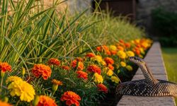 Yaz gelmeden önlem alın: Yılanları kaçıran bitkiler açıklandı