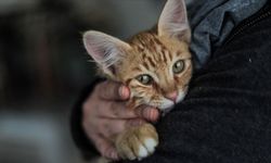 33 kedi ölü bulundu! İzmir Cumhuriyet Başsavcılığı'ndan jet soruşturma!