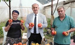 Eskiden tarlada bırakılan ürün şimdi 100 TL'ye alıcı buluyor