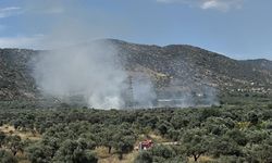 Bayındır’da zeytinlik alanda yangın paniği! Ekipler alevlere hızla müdahale etti