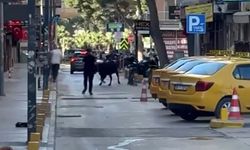 Bornova'da kurbanlık dana firar etti: Küçükpark'ta panik anları!