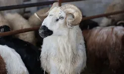 9 günlük Kurban Bayramı tatili ne zaman başlıyor?