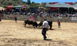 Germencik’te boğa güreşi heyecanı: 63 çift boğa arenada kozlarını paylaştı
