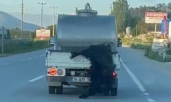 Görüntüye yürek dayanmaz! Vicdansız sürücüye hem trafikten hem hayvan haklarından ceza!
